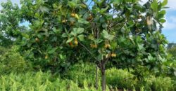 DIJUAL TANAH Jl. RINGROAD/PROVIDEN (JUATA LAUT) – TARAKAN – KALTARA