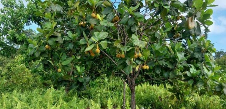 DIJUAL TANAH Jl. RINGROAD/PROVIDEN (JUATA LAUT) – TARAKAN – KALTARA