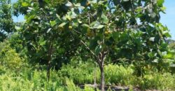 DIJUAL TANAH Jl. RINGROAD/PROVIDEN (JUATA LAUT) – TARAKAN – KALTARA