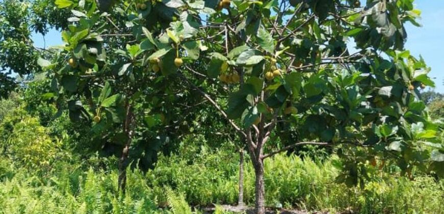 DIJUAL TANAH Jl. RINGROAD/PROVIDEN (JUATA LAUT) – TARAKAN – KALTARA