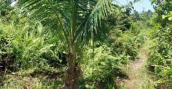 DIJUAL TANAH Jl. RINGROAD/PROVIDEN (JUATA LAUT) – TARAKAN – KALTARA