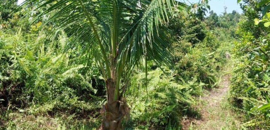 DIJUAL TANAH Jl. RINGROAD/PROVIDEN (JUATA LAUT) – TARAKAN – KALTARA