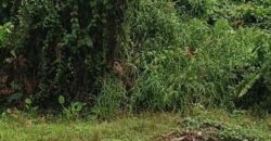 DIJUAL TANAH Jl. GELATIK GG. MURAI (DEKAT MASJID DARUSSALAM) – BULUNGAN – KALTARA