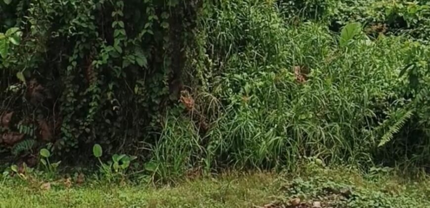 DIJUAL TANAH Jl. GELATIK GG. MURAI (DEKAT MASJID DARUSSALAM) – BULUNGAN – KALTARA