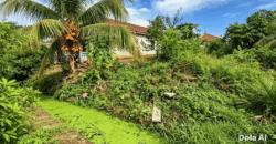 DIJUAL TANAH JL. CEMPEDAK – BULUNGAN – KALTARA