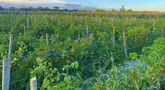DIJUAL TANAH (± 6 HA) PERUM. KORPRI (BELAKANG KANTOR KEL. JUATA PERMAI)- TARAKAN – KALTARA